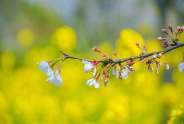 100种全屋定制效果图