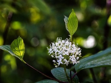 《水泄不通》金银花露tx