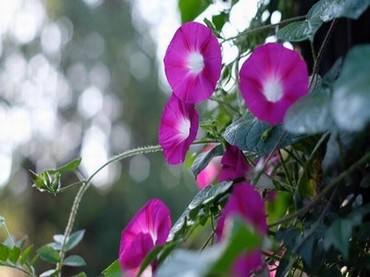 《汤妇蒂芙尼》在线观看