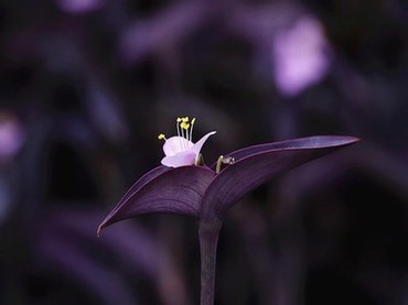 《麦田》范冰冰片段