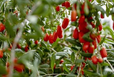 梁医生手指拨开花蒂视频