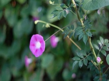 英语老师让学生去自己家补课